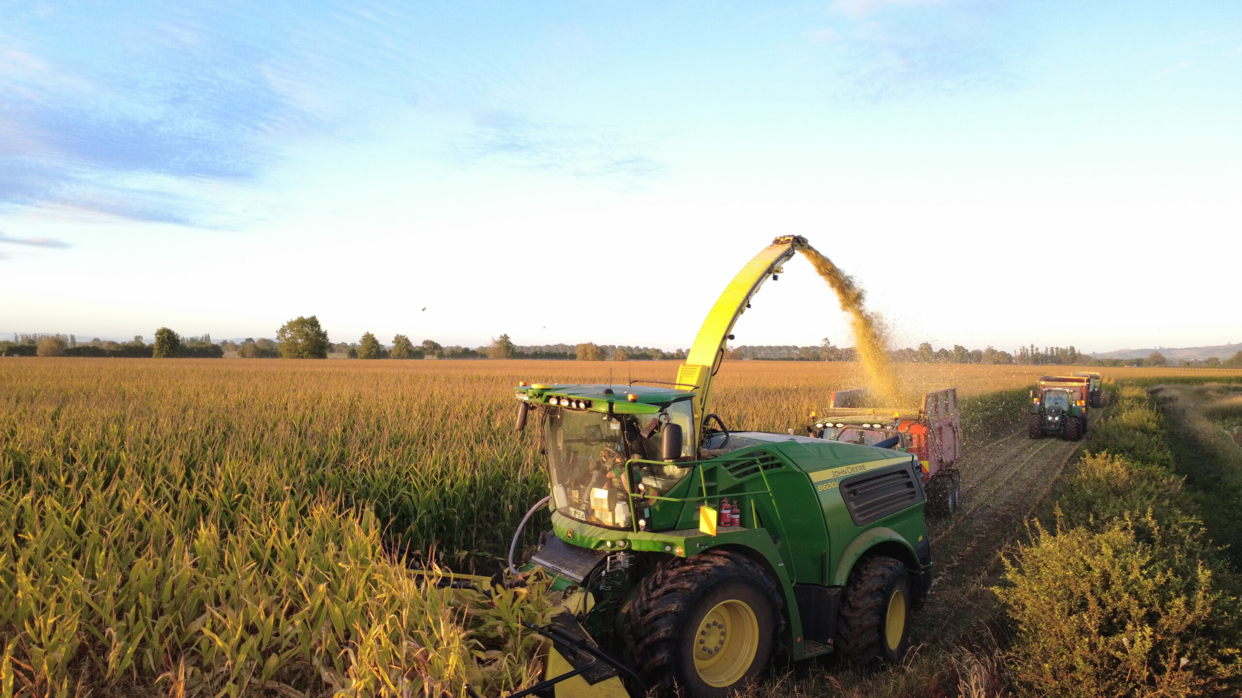 Forage harvester chopping maize for silage
